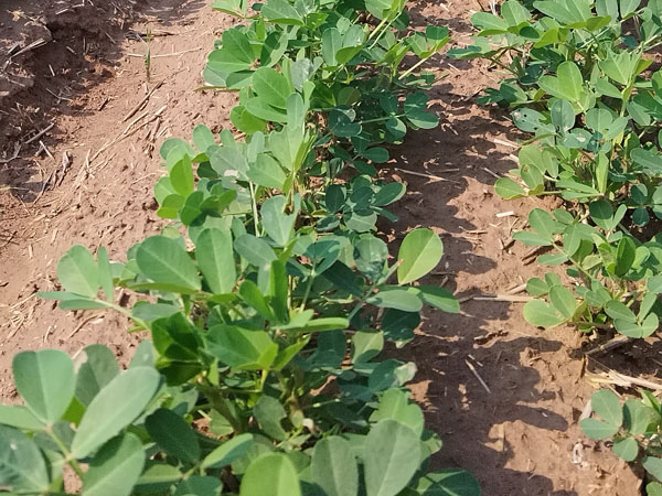 花生生長(zhǎng)中后期病蟲(chóng)害有哪些 怎么防治