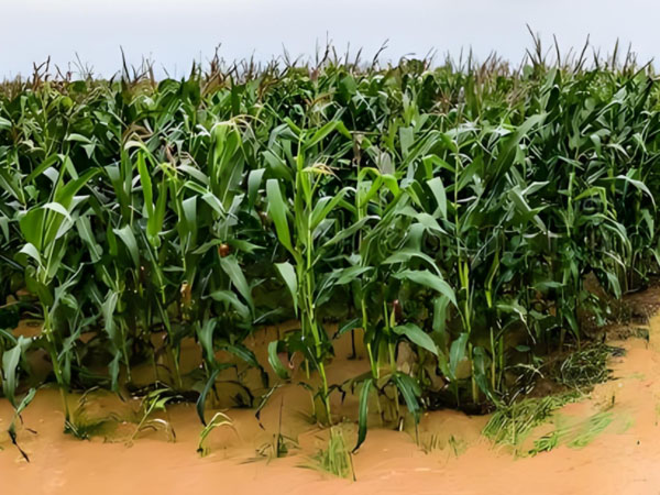 強降雨過后 玉米如何管理