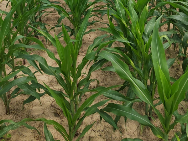 臺風(fēng)“格美”來襲，警惕玉米南方銹病傳播，科學(xué)防御 做好“一噴多促”