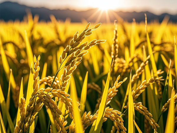 水稻應(yīng)對(duì)臺(tái)風(fēng)影響及災(zāi)后恢復(fù)生產(chǎn)技術(shù)意見