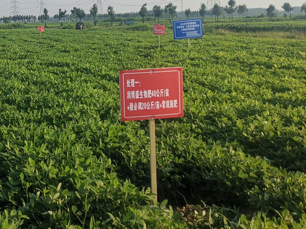 八月份花生如何管理