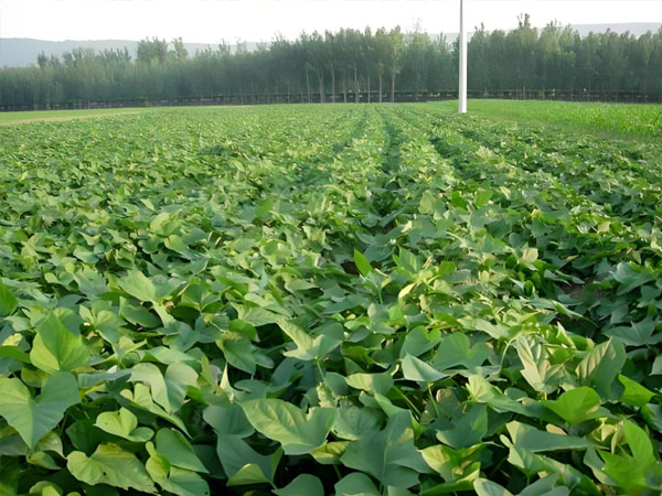 8月份紅薯控旺技巧