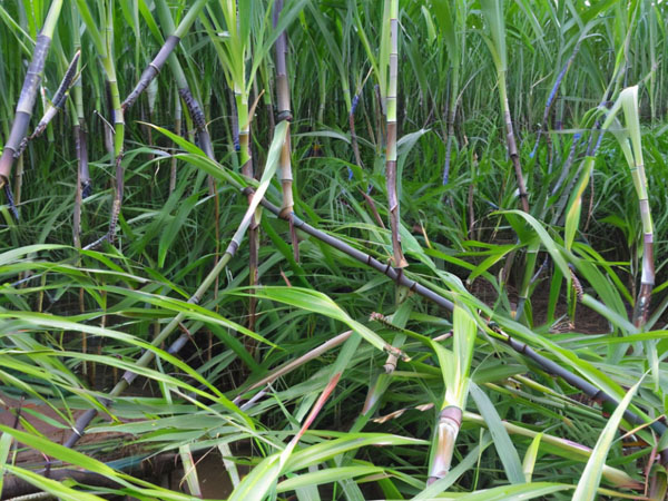 甘蔗臺風(fēng)災(zāi)后恢復(fù)生產(chǎn)技術(shù)指導(dǎo)意見