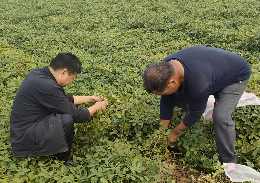 2024年10月8日西平縣花生兩提兩調(diào)試驗(yàn)田測(cè)產(chǎn)取土