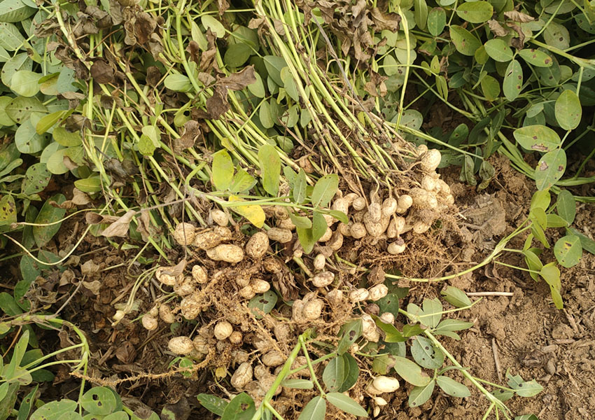 2024年10月8日西平縣花生兩提兩調(diào)試驗(yàn)田測(cè)產(chǎn)取土