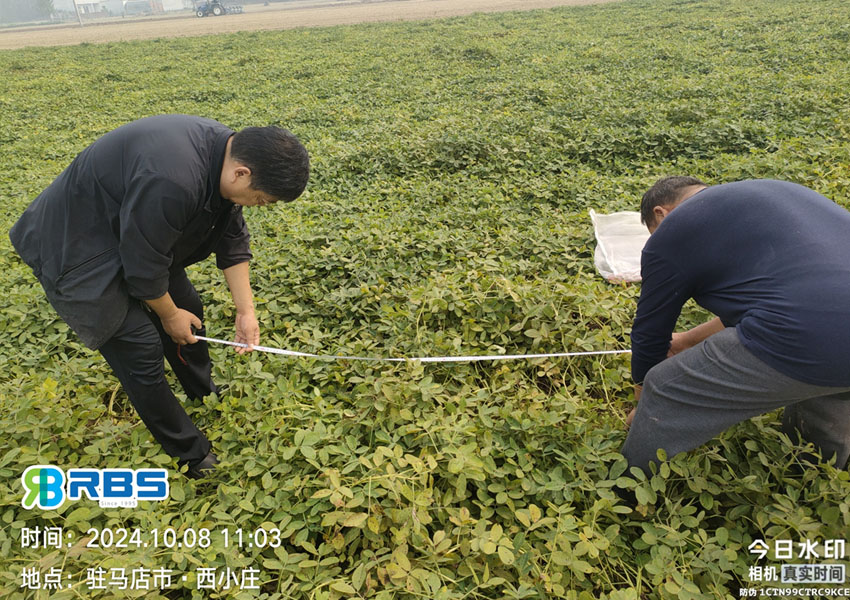 2024年10月8日西平縣花生兩提兩調(diào)試驗(yàn)田測(cè)產(chǎn)取土